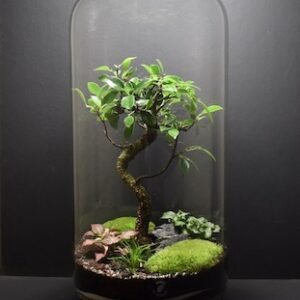 Mini-jardin T-516 prix 175 € (Vendu)