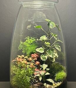 Mini-jardin Bonbonnière T-538 prix soldé 125 €