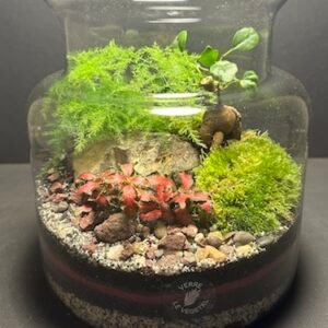 Mini-jardin T-574 (Vendu)