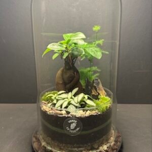 Mini-jardin T-577 Cloche (Vendu)