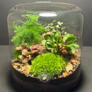 Mini Jardin T-586 prix 60 € (Vendu)