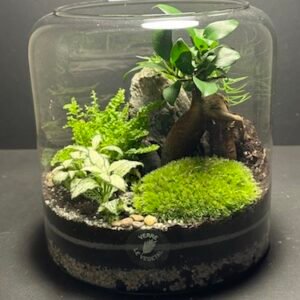 Mini Jardin T-588 (Vendu)