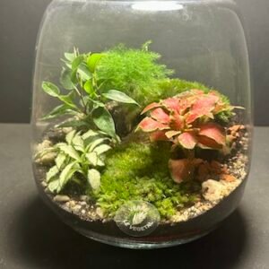 Mini Jardin T-589 (Vendu)