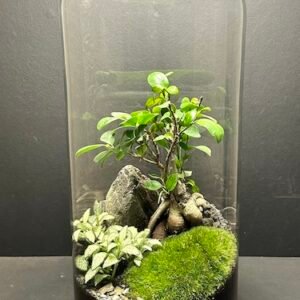 Mini Jardin T-598 prix 130 € (Vendu)