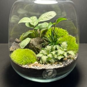 Mini Jardin T-599 prix 48 € (Vendu)