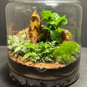 Mini Jardin T-603 prix 60 € (Vendu)