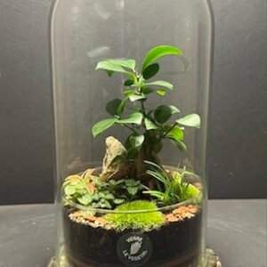 Mini Jardin Cloche T-605 prix 75 € (Vendu)