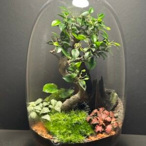 Mini Jardin T-612 prix 190 € (Vendu)