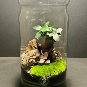 Mini Jardin T-619 prix 60 € (Vendu)