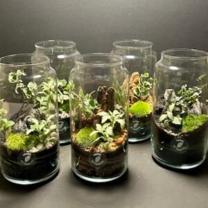 Mini Jardins ALIMA prix 32 € et 35 € (Rupture)