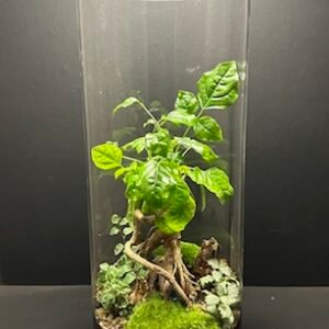 Mini Jardin T-620 prix 140 € (Vendu)