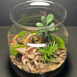 Mini Jardin T-622 prix 55 € (Vendu)