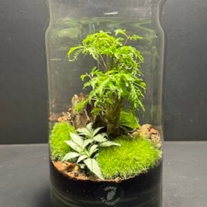 Mini Jardin T-625 prix 55 € (Vendu)