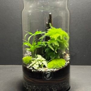Mini Jardin T-626 prix 55 € (Vendu)
