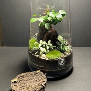 Mini Jardin T-631 prix 70 € (Vendu)