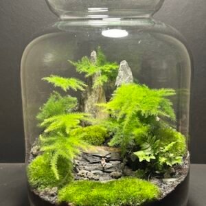 Mini Jardins T-632 prix 120 € (Vendu)