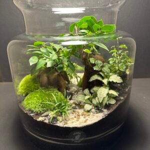 Mini Jardin T-635 prix 125 € (Vendu)