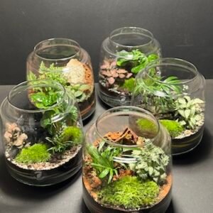 Mini Jardins prix 42 € (Rupture)