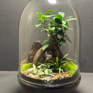 Mini Jardin Cloche T-624 prix 85 € (Vendu)