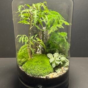 Mini Jardin T-645 prix 90 € (Vendu)