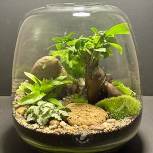 Mini Jardin T-647 prix 90 € (Vendu)