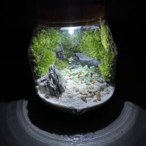 Mossarium T-650 prix 60 € (Vendu)