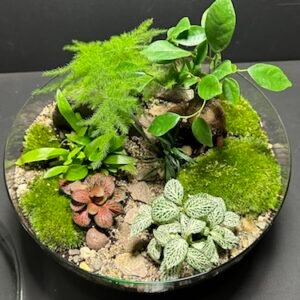 Mini-jardin Capsule T-652 prix 140 € (Vendu)