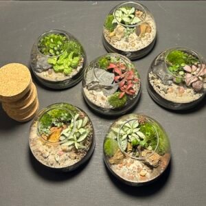Minis-jardins Dômes prix 32 € soldé 28 € (Rupture)