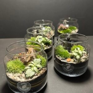 Minis terrariums prix 25 € (Rupture)