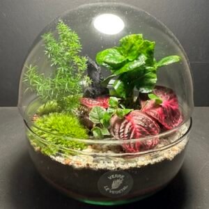 Mini-jardin Capsule T-662 (Vendu)