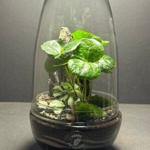 Mini-jardin T-660 prix 45 € (Vendu)