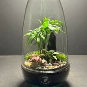 Mini-jardin T-661 prix 45 € (Vendu)