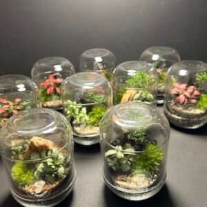 Mini capsules prix 20 € (Rupture)