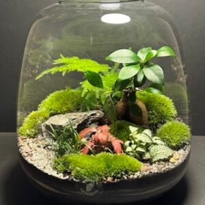 Mini-jardin T-666 prix 90 € (Vendu)