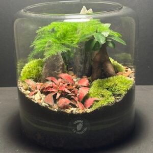 Mini-jardin T-670 prix 70 € (Vendu)