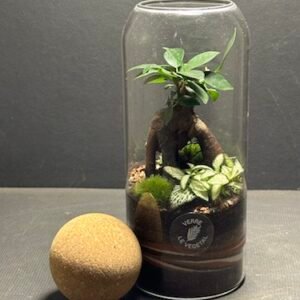 Mini-jardin Boule liège prix 40 €