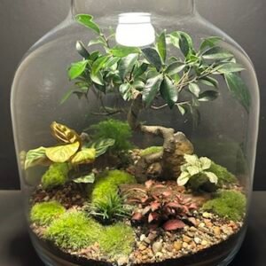 Mini-jardin T-675 prix 220 € (Vendu)