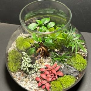 Mini-jardin T-677 prix 90 € (Vendu)