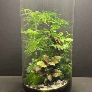 Mini-jardin T-679 prix 120 €