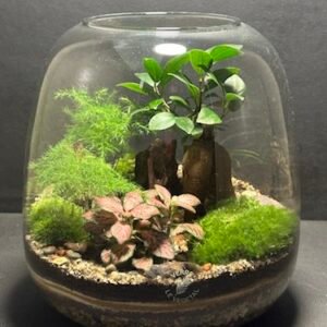 Mini-jardin T-688 prix 55 € (Vendu)