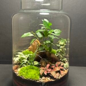 Mini-jardin T-692 prix 85 € (Vendu)