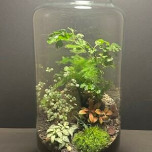 Mini-jardin T-695 prix 110 €