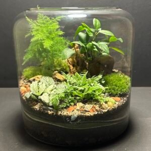 Mini-jardin T-696 prix 65 € (Vendu)