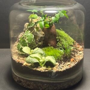 Mini-jardin T-697 prix 70 € (Vendu)