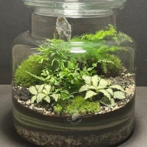 Mini-jardin T-698 prix 55 € (Vendu)