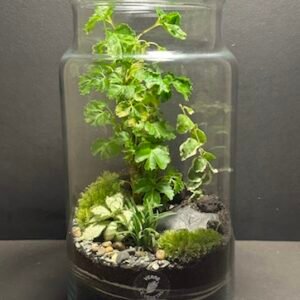 Mini-jardin T-700 prix 70 € (Vendu)