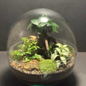 Mini-jardin T-709 prix 70 € (Vendu)