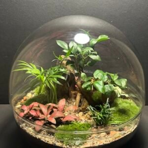 Mini-jardin T-711 prix 139 € (Vendu)