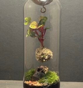 Mini-jardin T-718 Kokedarium Irésine prix 42 €