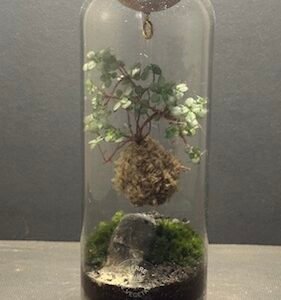 Mini-jardin T-719 Kokedarium Pilea Glauca prix 42 € (Vendu)